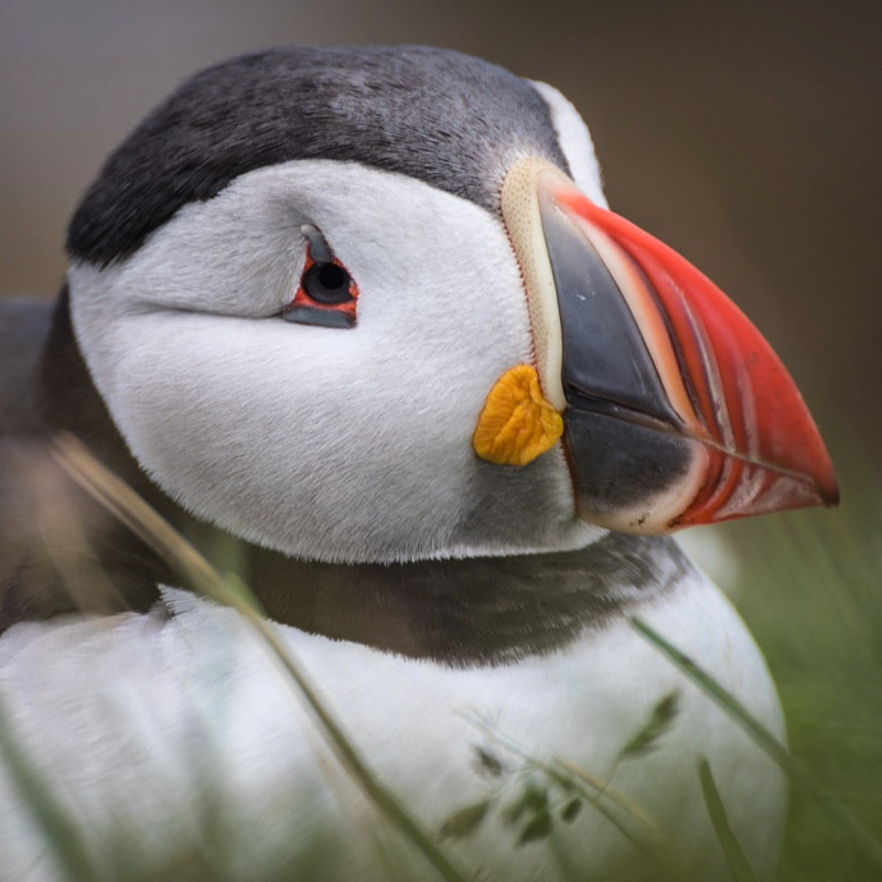 Puffins at the westernmost point of the Westfjords, and even of Iceland and Europe
