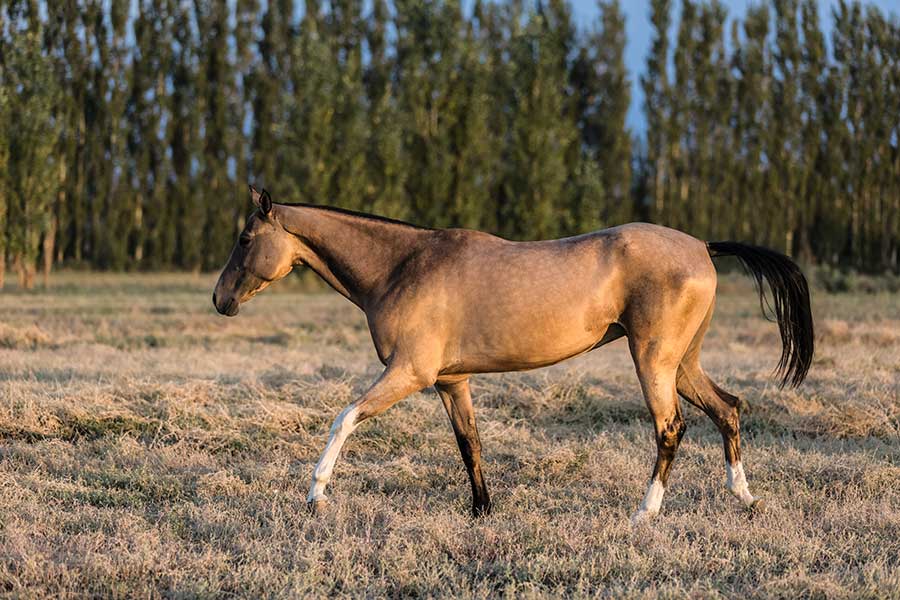 Achal-Tekkiner in Turkmenistan: Im Reich der goldenen Pferde