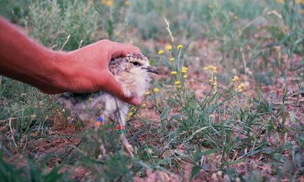 Kasachstan: Vogelparadies ohne Vogelkundler